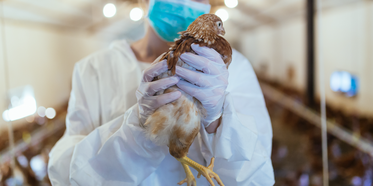 a person in a biosafety suit holding a chicken