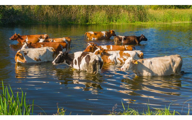 cattle inside a lagoon near the pasture