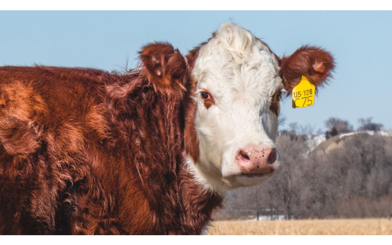 cattle marked with eartag