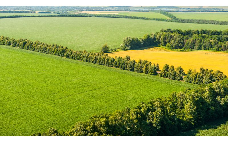 Creating Calm: How to Plant a Windbreak for Your Farm - QC Supply