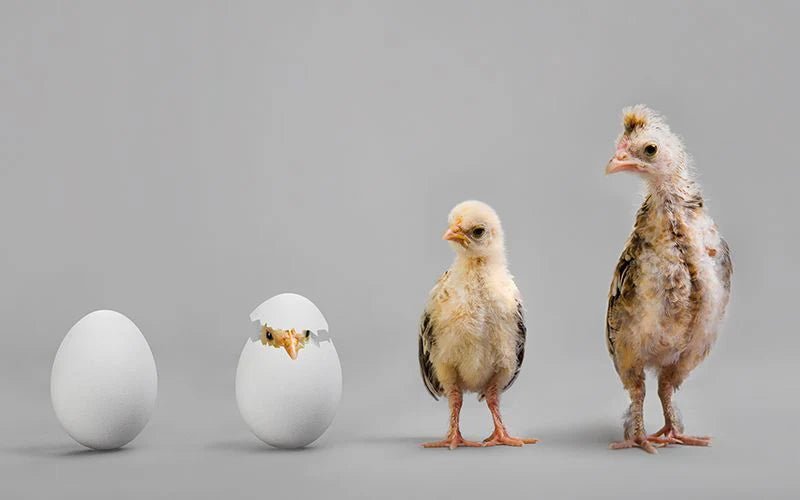 From Eggs to Chicks: A Comprehensive Guide to Chicken Brooding - QC Supply