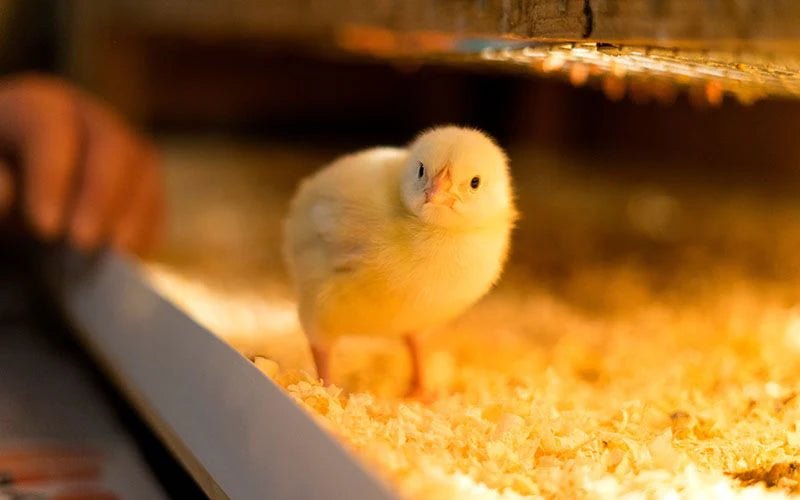 From Hatchlings to Healthy Birds: Mastering the Basics of Brooder Care - QC Supply