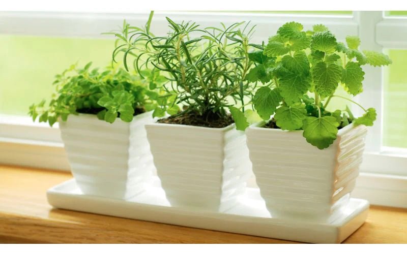 Get a Head Start On Spring: How to Start Plants Indoors - QC Supply