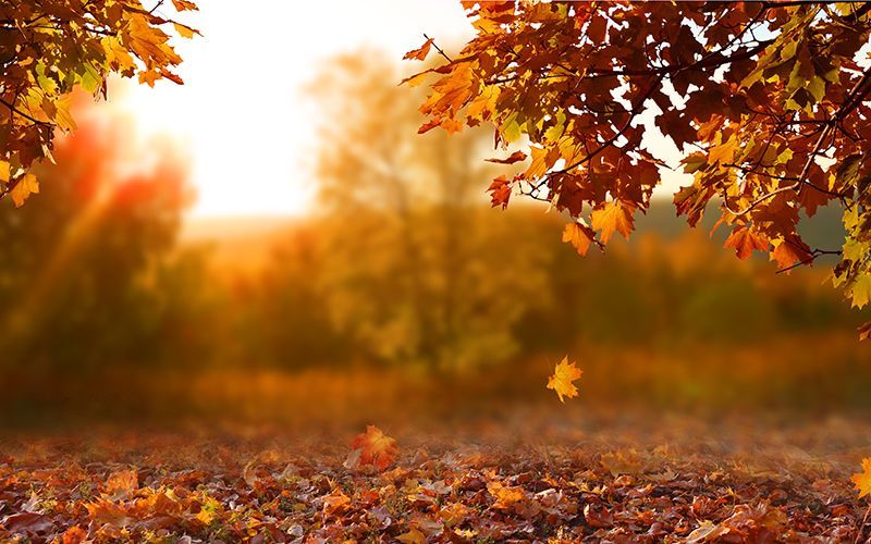 Getting Fall Ready From Your Yard to Your Barn - QC Supply