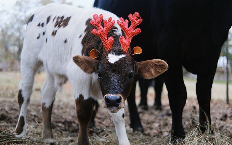 Gift Giving Guide For the Hard-to-Shop-For Farmer - QC Supply