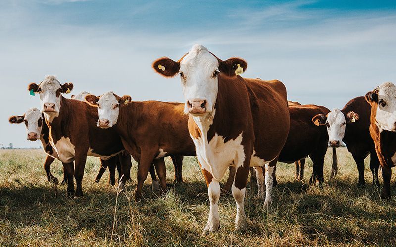 cattle in the pasture