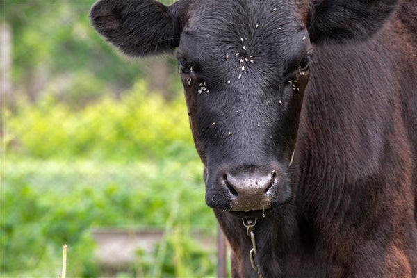 flies on top of cattle's heads