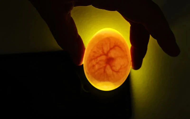 a hand holding an egg in formation