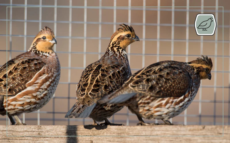 3 game birds inside a coop
