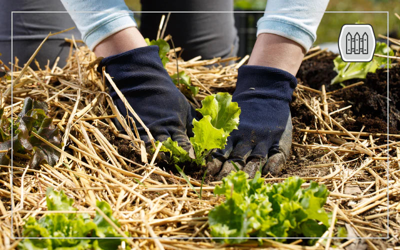 hands planting a seedling