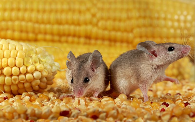 two rodents on several grains of corn