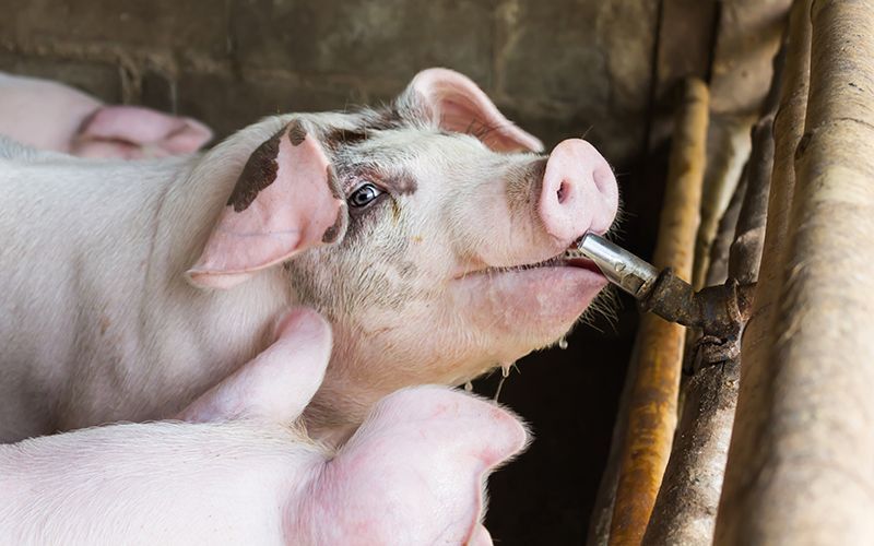 pig drinking water