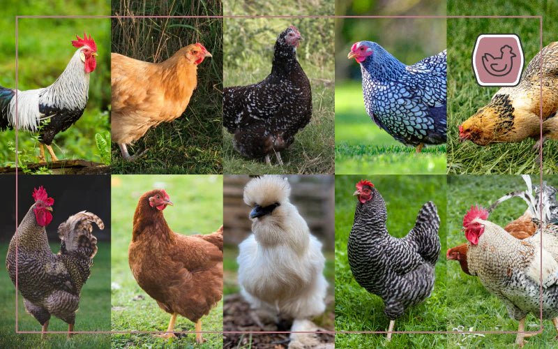 Top 10 Backyard Chicken Breeds: Build Your Perfect Flock - QC Supply