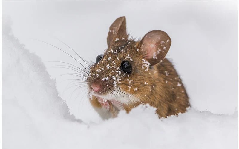 Winter Warriors: Effective Rodent Baiting Strategies for Cold Weather - QC Supply