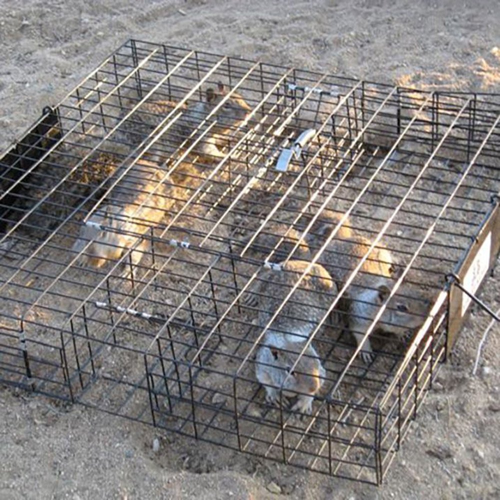 CATCH MOR Squirrelinator Multi - Catch Rat Trap - QC Supply -