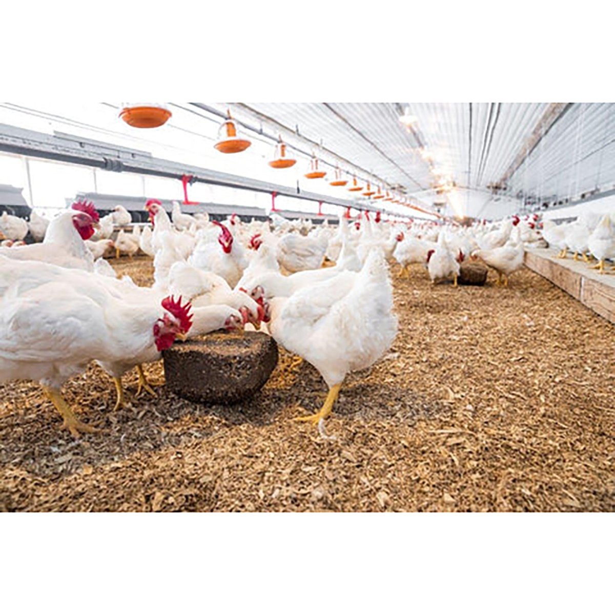 ChikPek® Block - QC Supply -