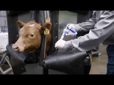 Dectomax® 1% Injectable - QC Supply -