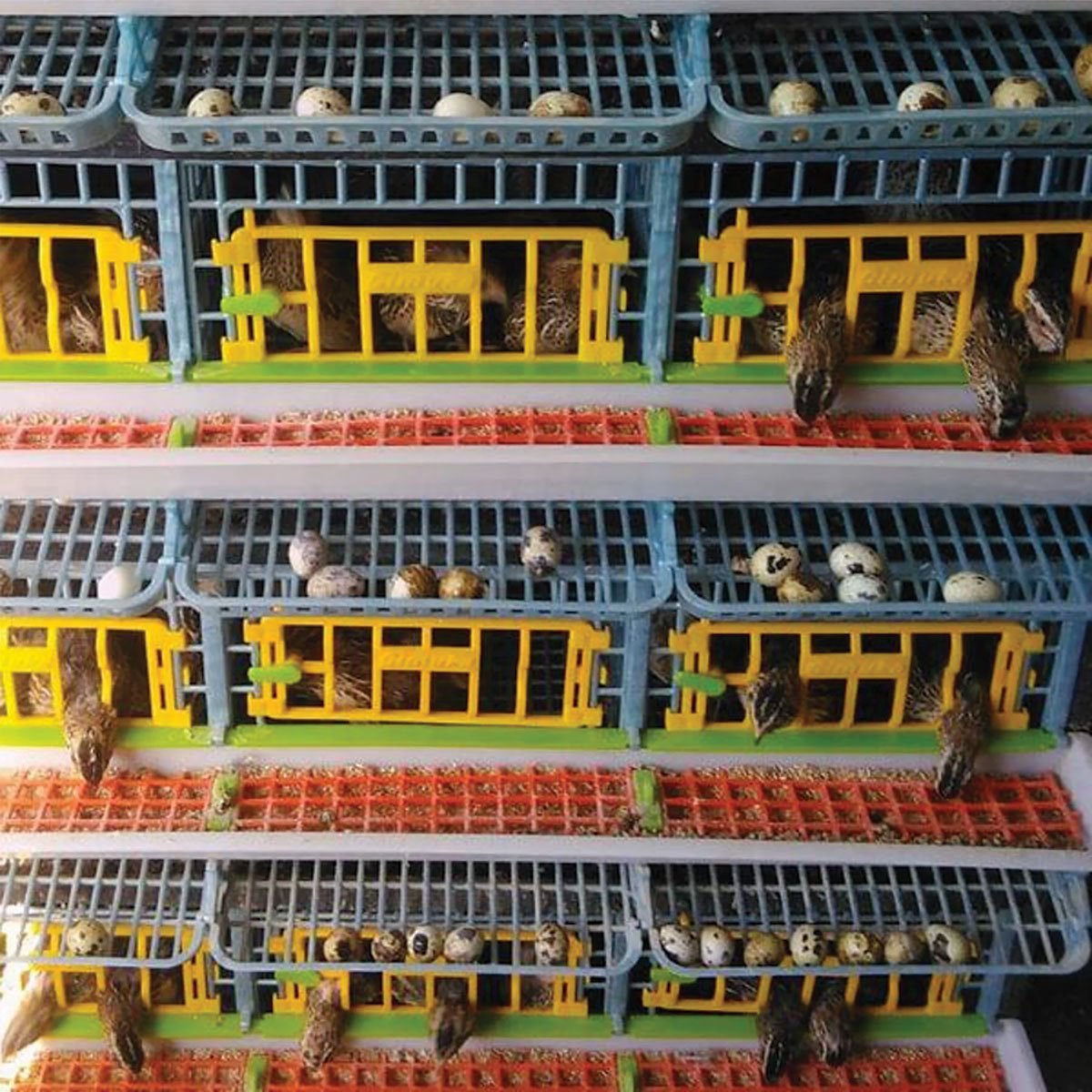 Hatchingtime Quail Cage - 5 Layer - QC Supply -