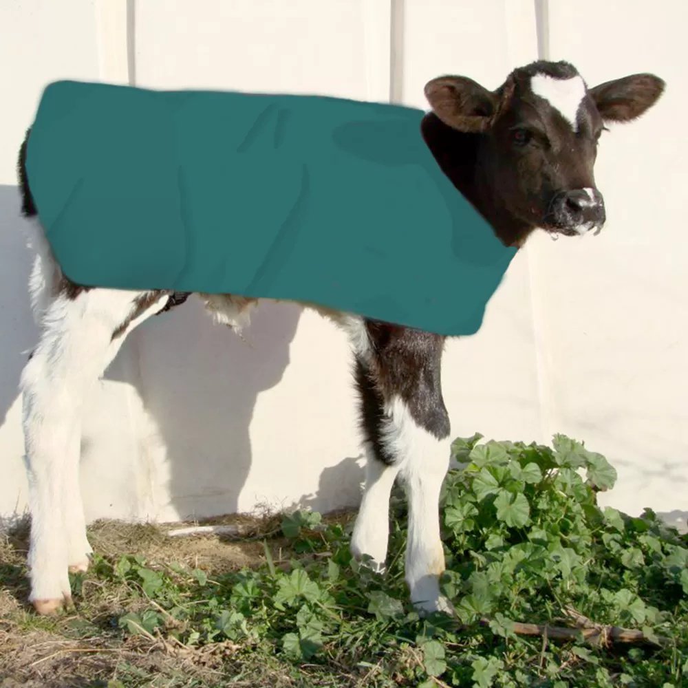 Insulated Calf Coat - Large Breed - QC Supply -