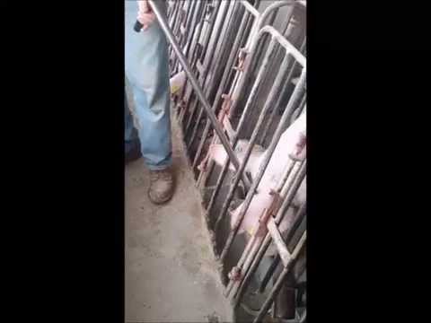 PigEasy™ PipePik™ - QC Supply -