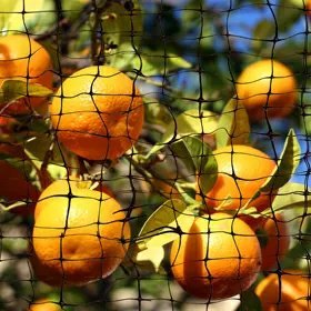 Poly Bird Netting - By the Foot - QC Supply -