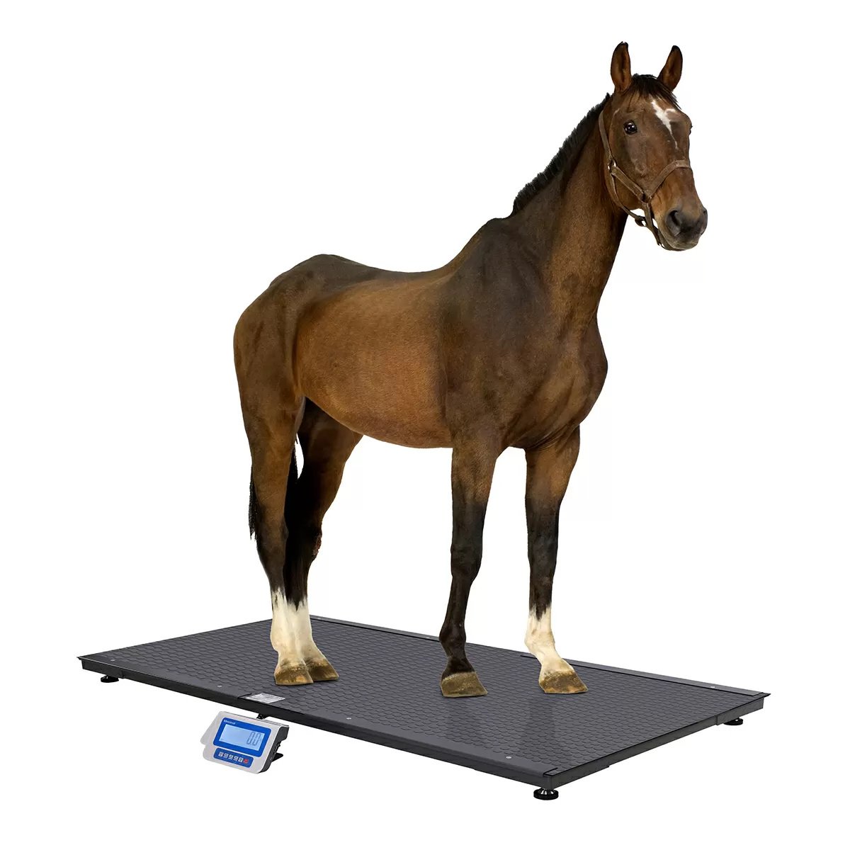 Salter Brecknell PS3000 - LCD Floor Scale with Indicator - QC Supply -