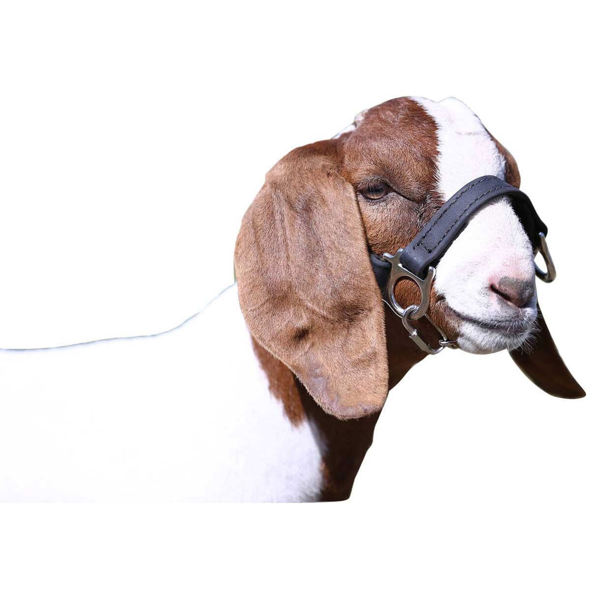 Sullivan Supply Fist Class Halter - Lamb & Goat, Small/Medium - QC Supply -