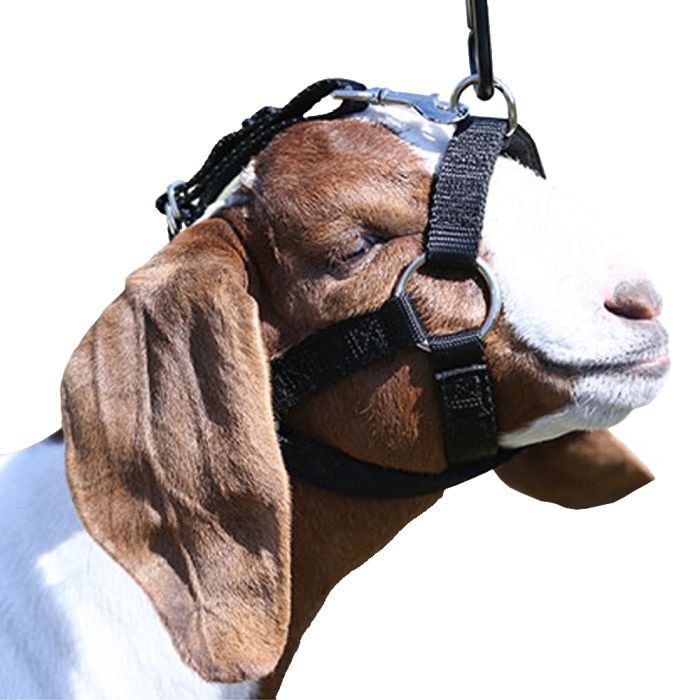 Sullivan Supply Lamb & Goat Halter - Black - QC Supply -