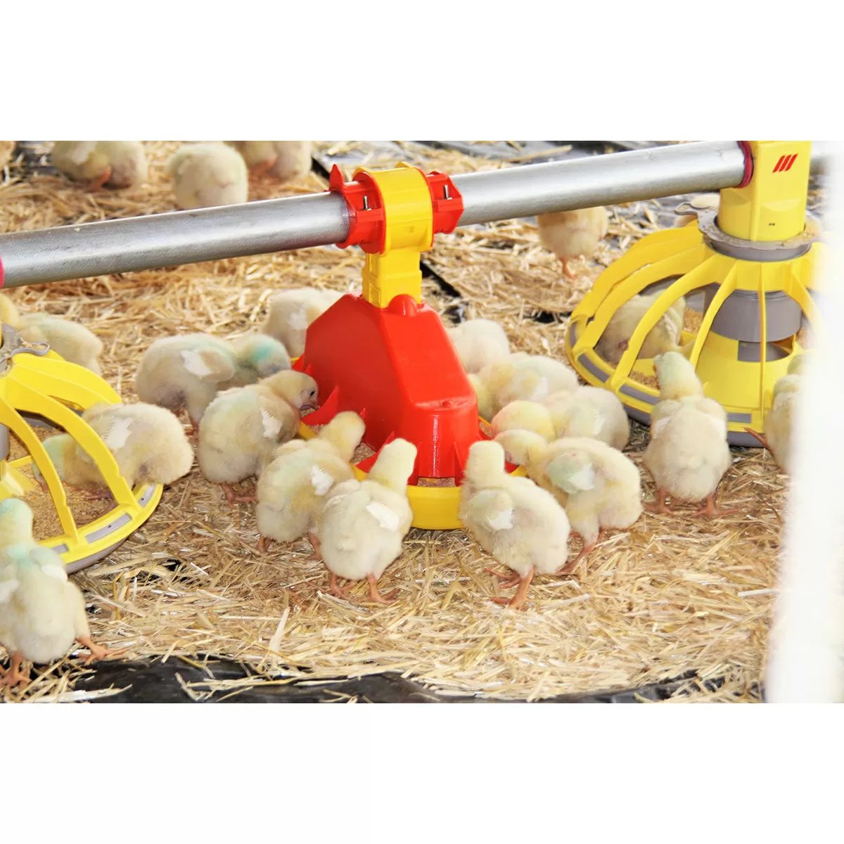 TURBOMATE® Automatic Baby Chick Feeder - QC Supply -