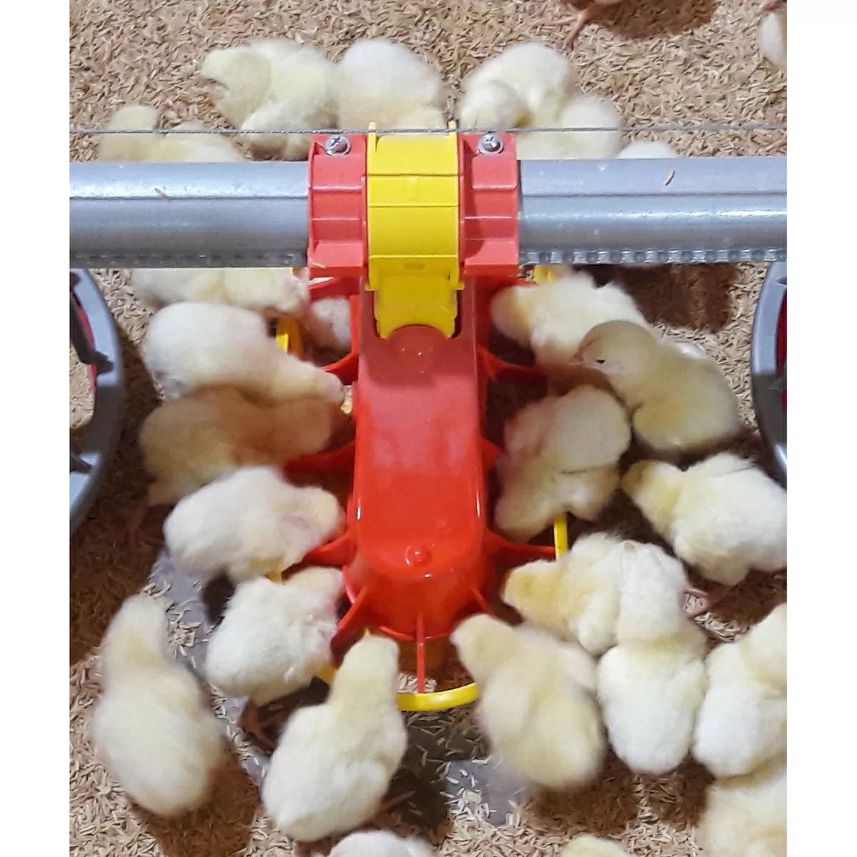 TURBOMATE® Automatic Baby Chick Feeder - QC Supply -
