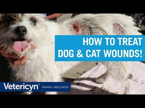 Vetericyn Plus® Antimicrobial Hydrogel - QC Supply -