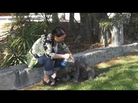 Vetericyn Plus® Antimicrobial Hydrogel - QC Supply -