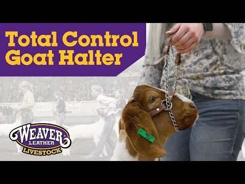 Weaver Leather® Total Control Goat Halter - QC Supply -