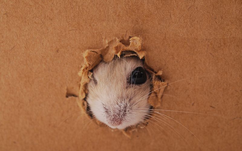 Barnyard Battle: Effective Baiting Strategies for Rodent Control - QC Supply