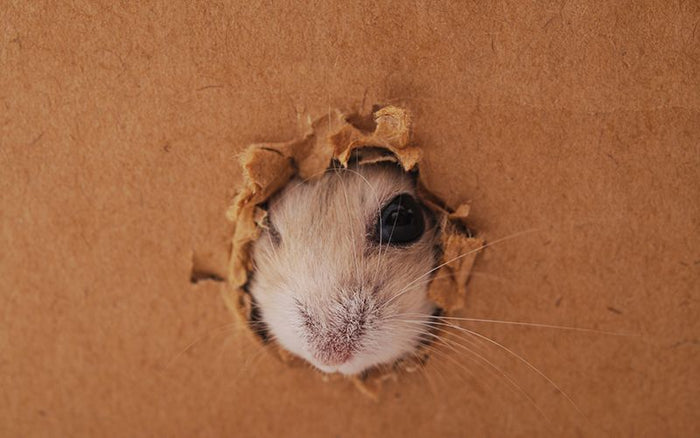 Barnyard Battle: Effective Baiting Strategies for Rodent Control - QC Supply