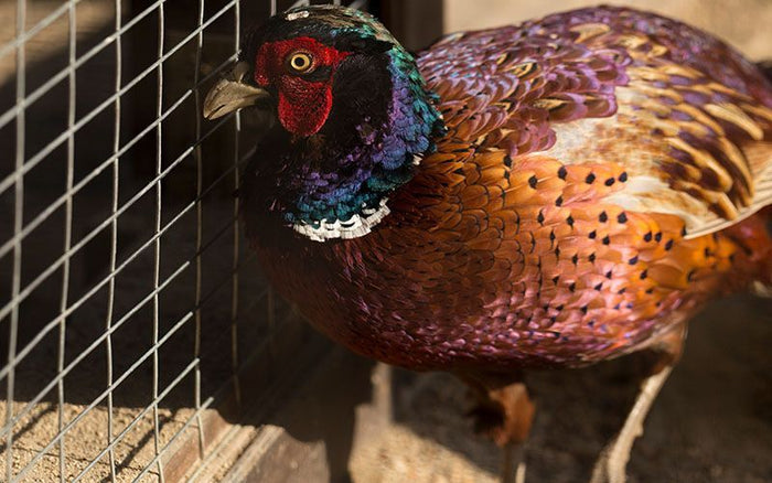 Basic Guide to Game Bird Production - QC Supply