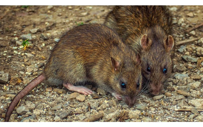 Battling Rodent Infestations With Neogen® - QC Supply