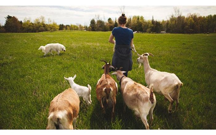 woman walking with newborn livestock in the pasture