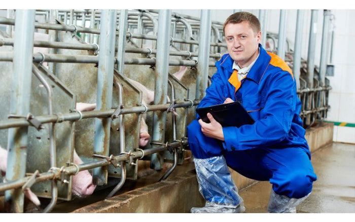 man with a clipboard in a pig barn