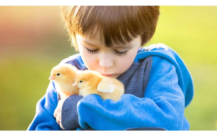 a child holding a chick