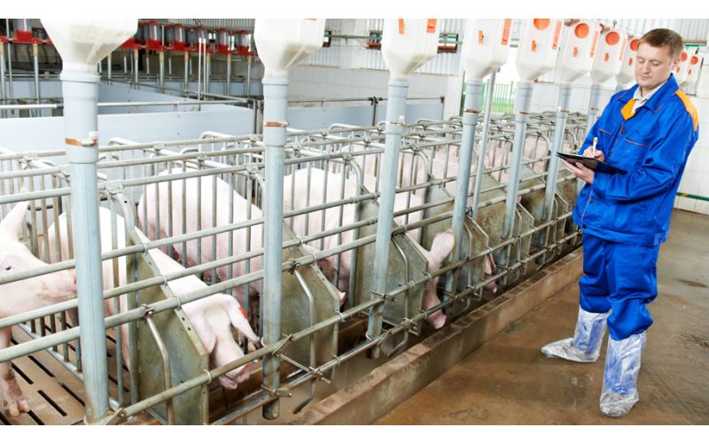 worker in pig barn