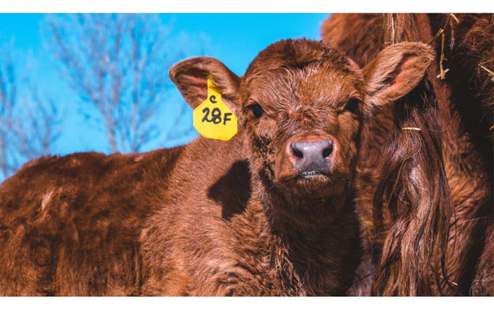 A livestock with a yellow ear tag