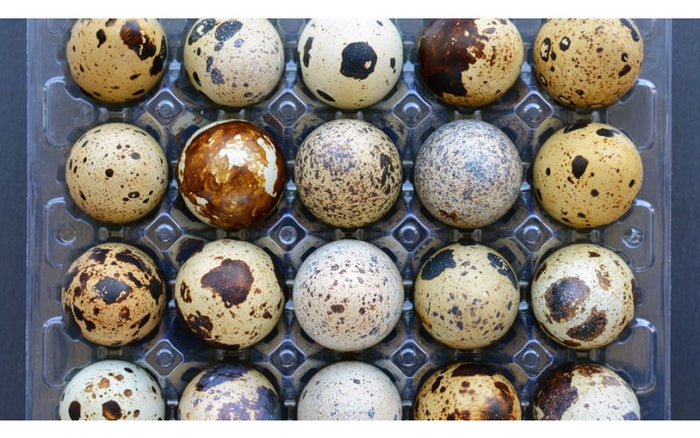 bird eggs