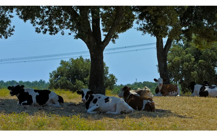 cattle lying under the shade of a tree