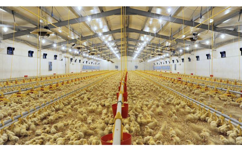 Key Benefits of Using LED Lighting for Poultry – QC Supply