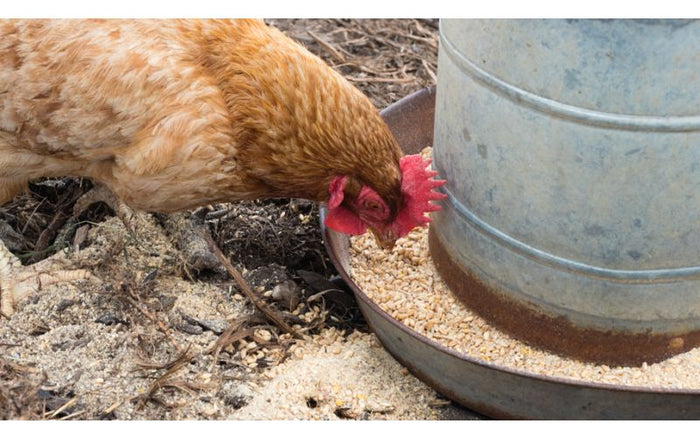chicken feeding in a poultry feeder
