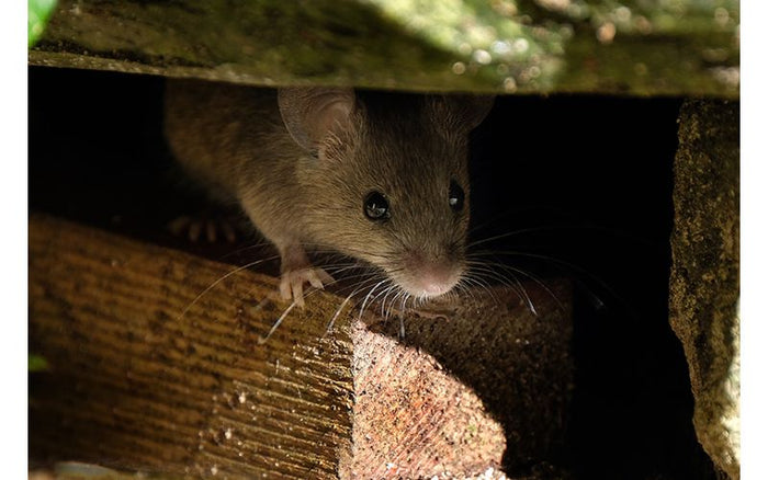 rodent on a wooden beam
