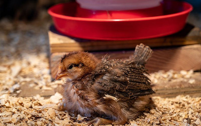 a chick near a chicken feeder