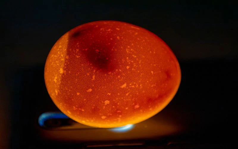 an egg being candled