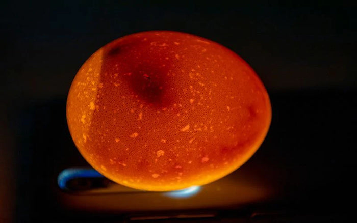 an egg being candled